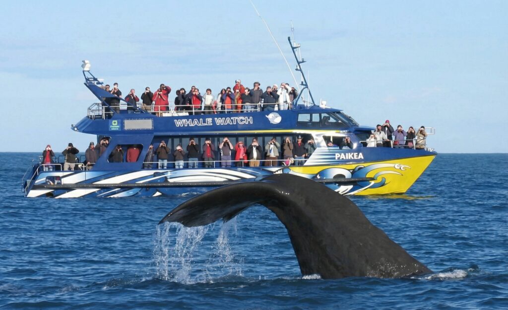 ホエールウォッチング
