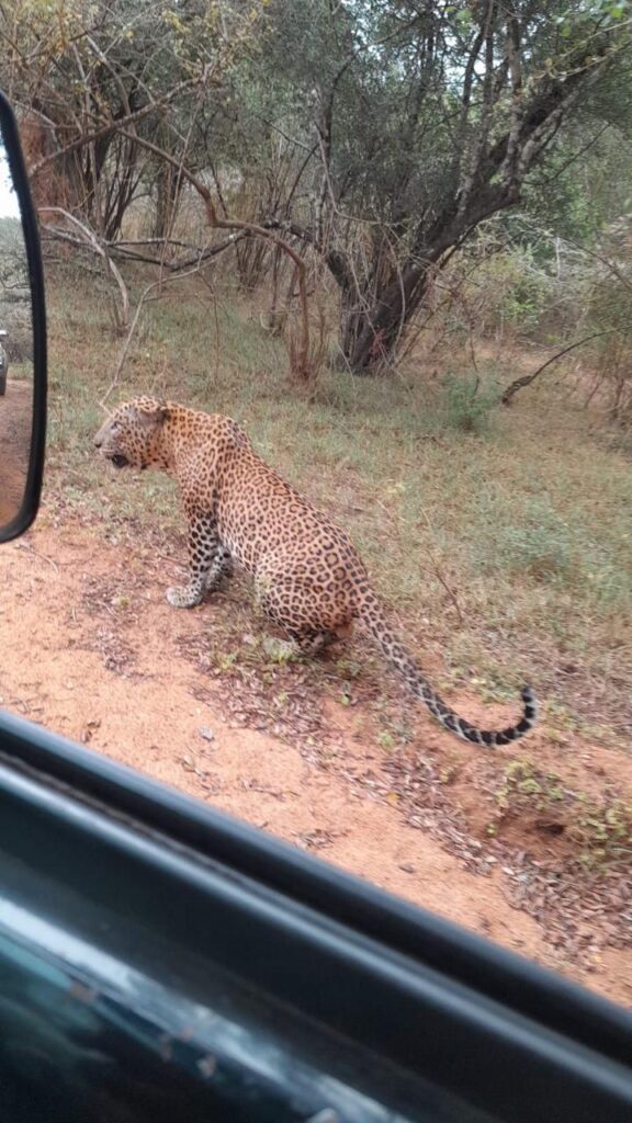 スリランカヒョウ