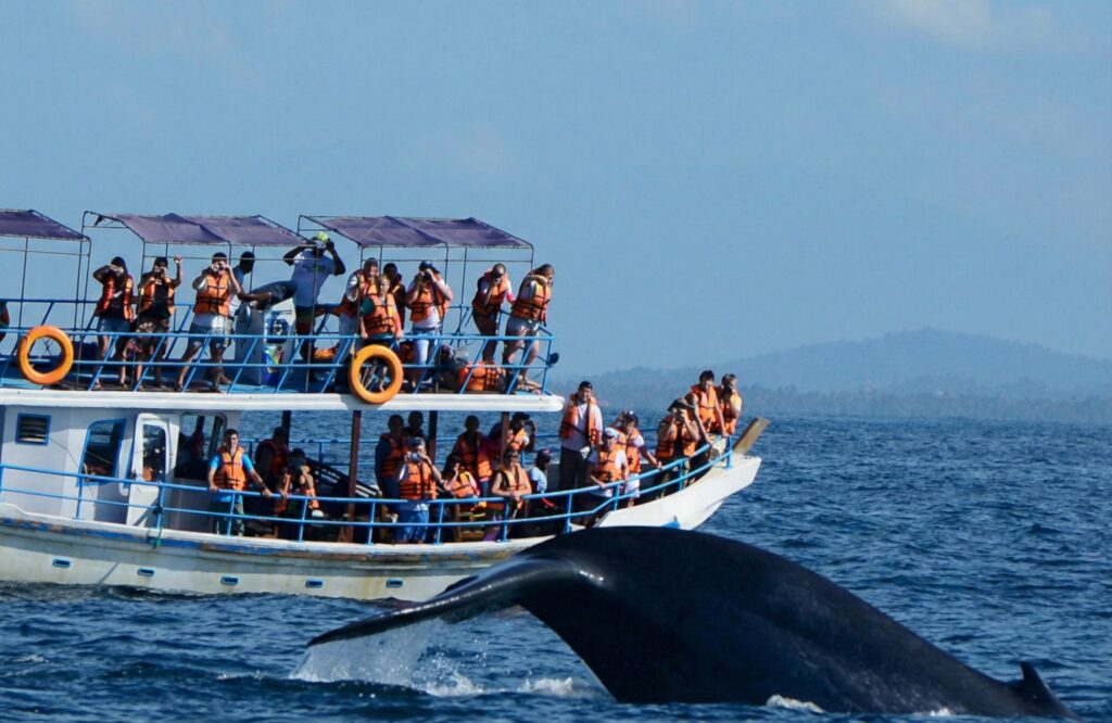 ホエールウォッチング