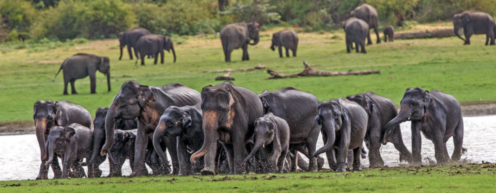 Udawalawe National Park