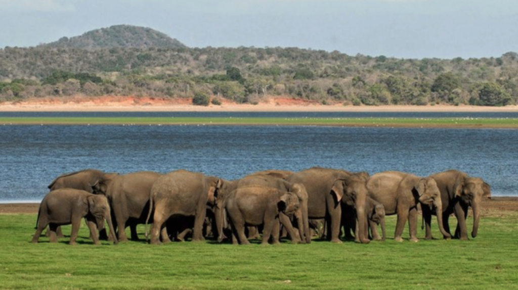 ミンネリア国立公園の象の大集合