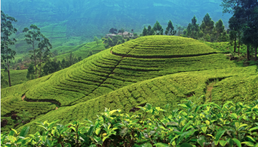 茶园