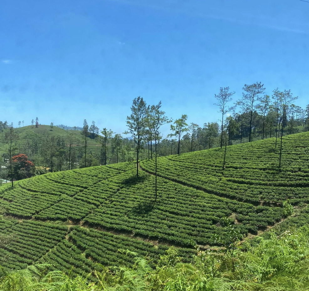 Nuwara Eliya