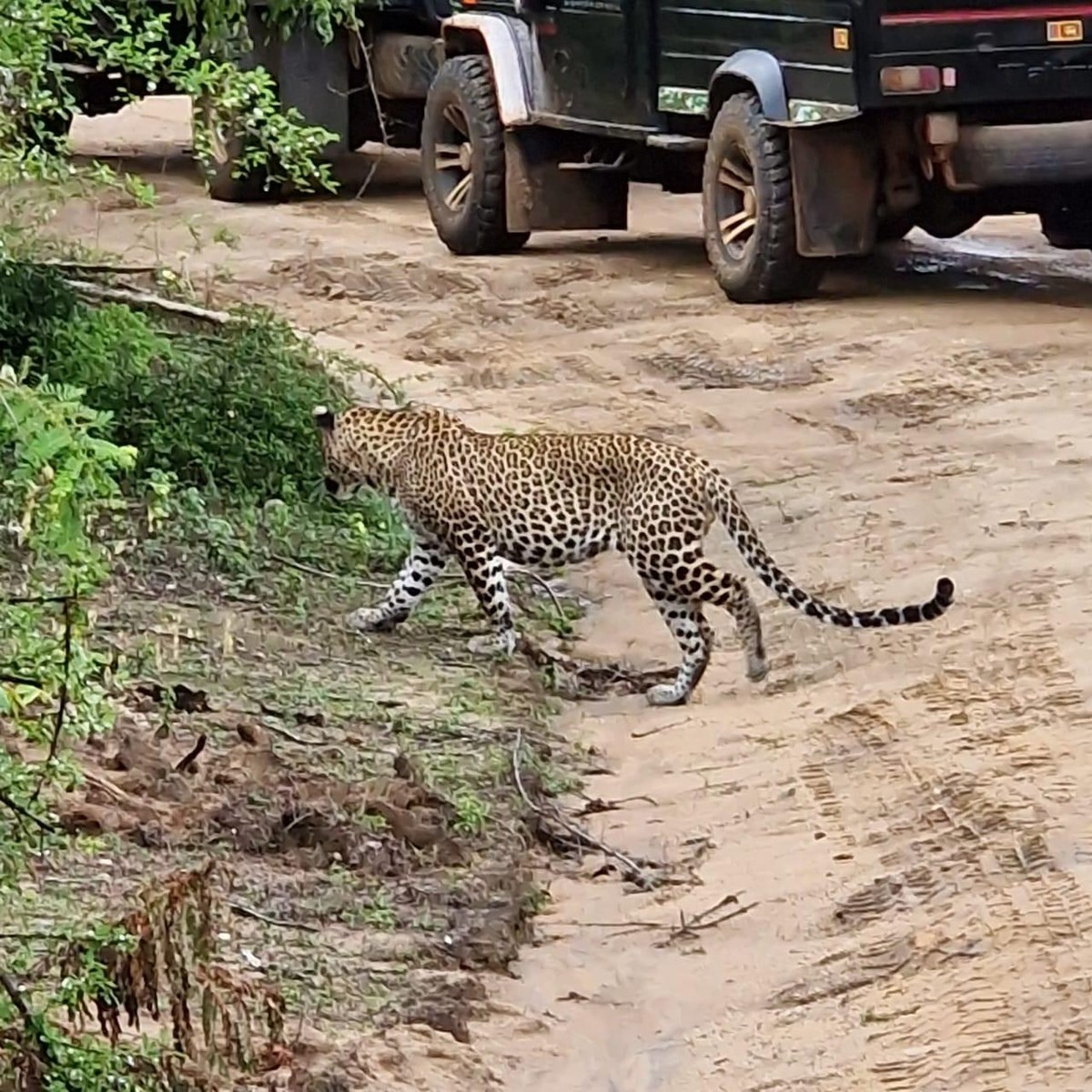 Sri Lankan leopard crossing a safari track in Yala National Park