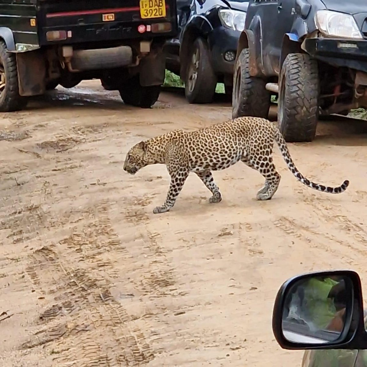Sri Lankan leopard walking near safari jeeps during a Sri Lanka wildlife itinerary